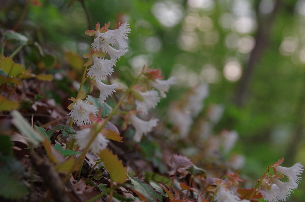 甲斐イワカガミ
