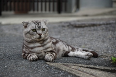 ごろーん