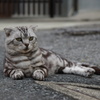 ごろーん