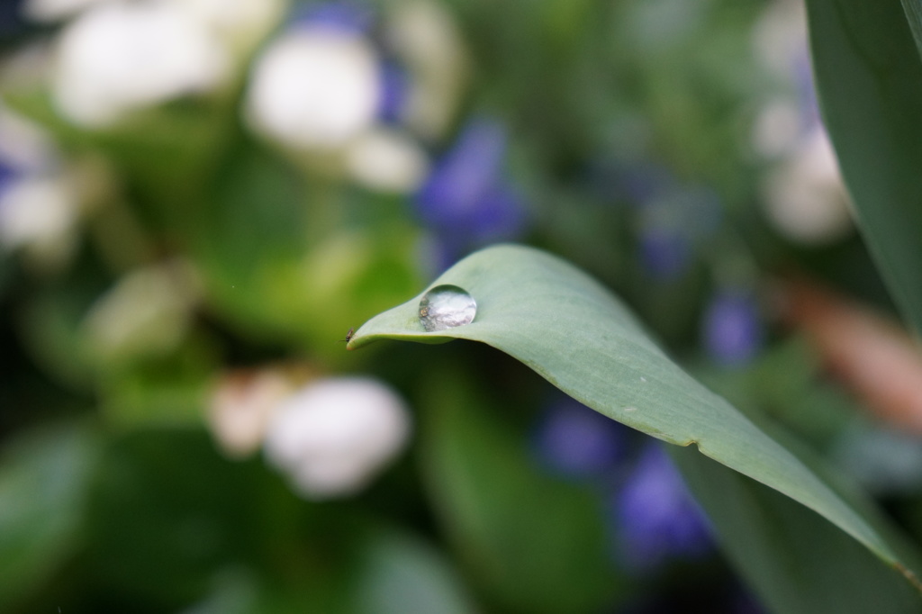 まぁるい雨水