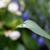 まぁるい雨水