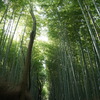 竹林を歩く