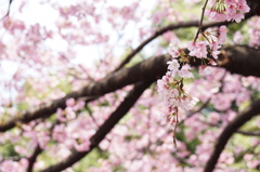 上野公園の大寒桜