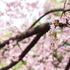 上野公園の大寒桜