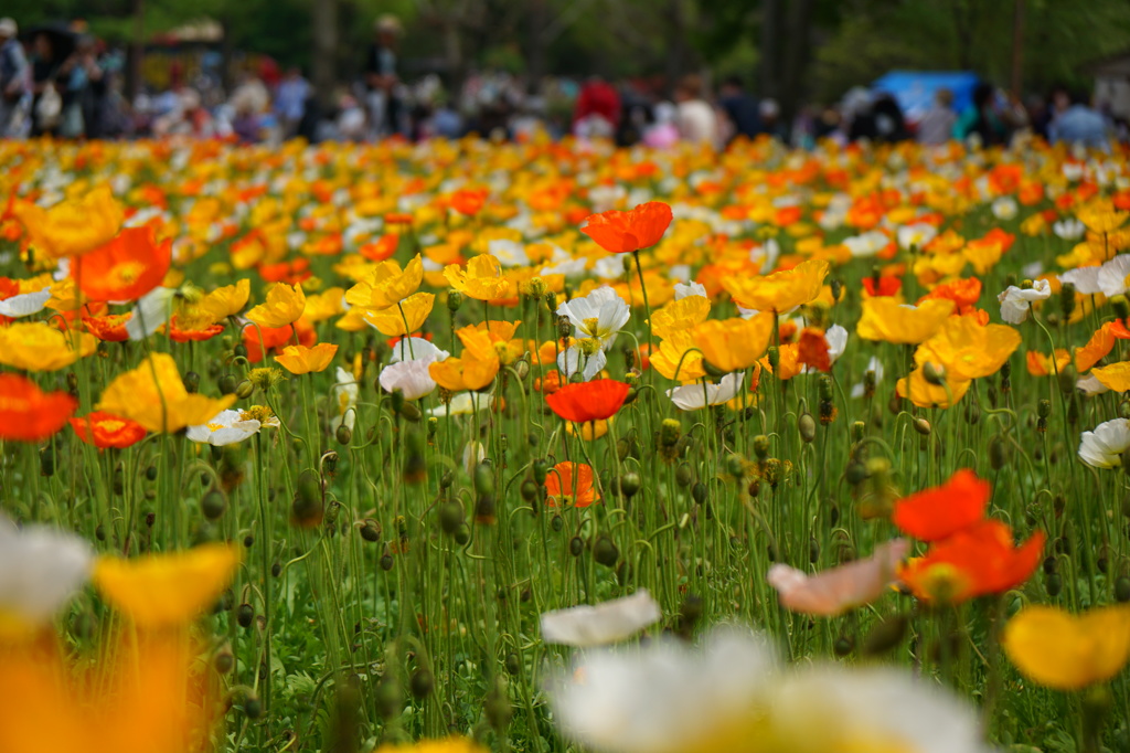 三色の花畑