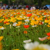 三色の花畑