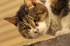 近所の猫