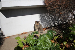 お昼寝ねこ