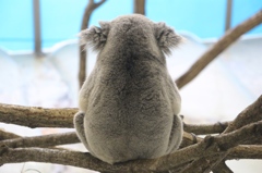 おやじこあら