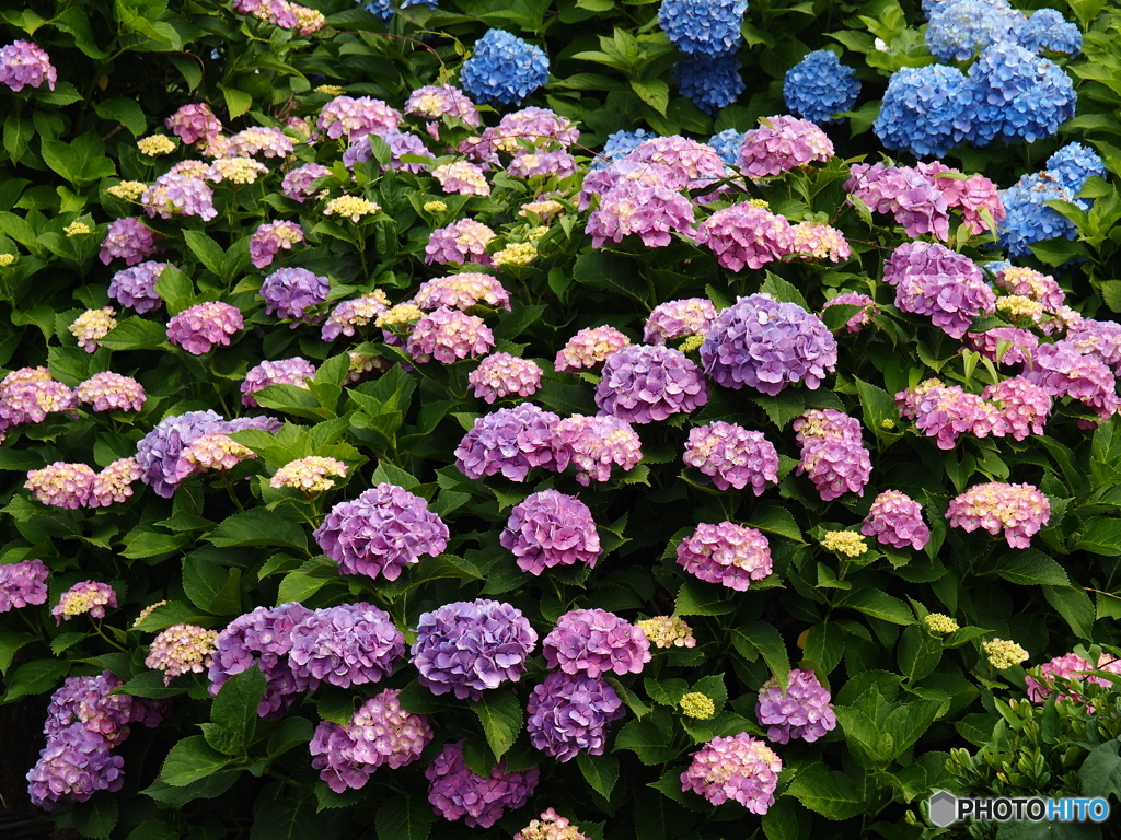 日向・馬ケ背の紫陽花