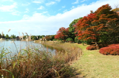 昭和記念公園の紅葉