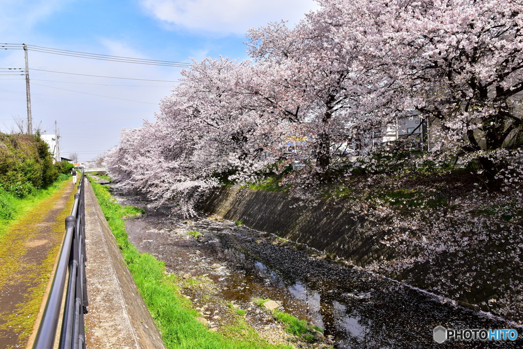 東川の桜