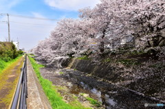 東川の桜