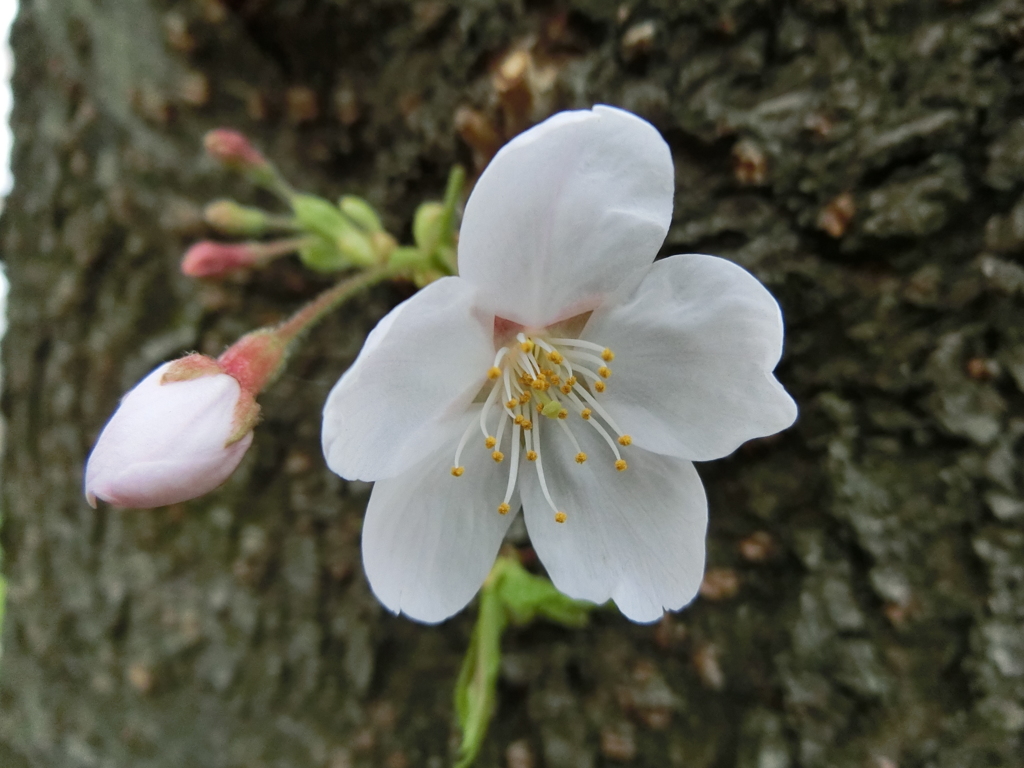 昭和記念公園にて