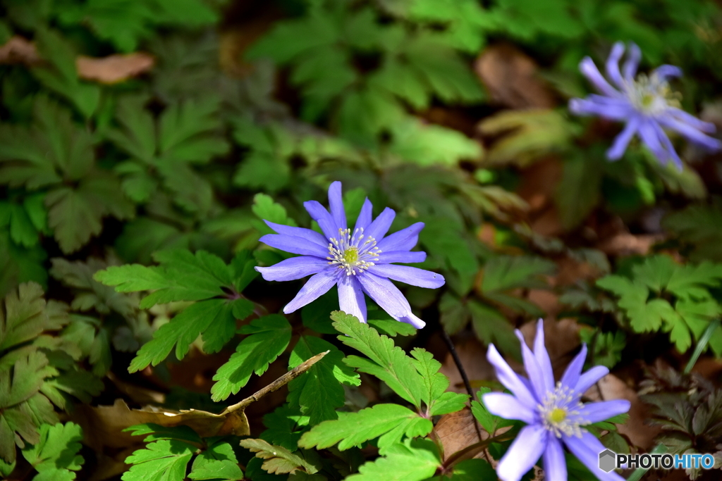 神代植物園