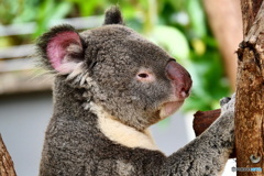  キュランダコアラガーデンズ