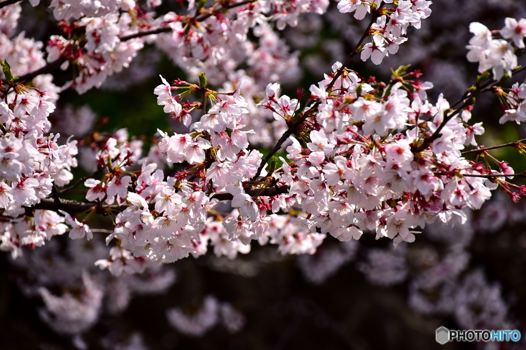 東川の桜