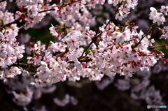 東川の桜