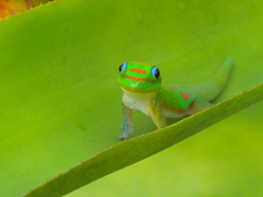 オアフ島ハレイワのゲッコー