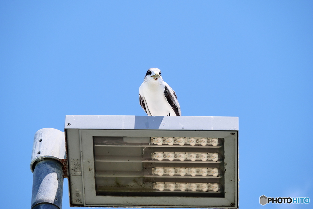 ケアンズの鳥たち