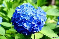 湯島聖堂の紫陽花