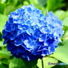 湯島聖堂の紫陽花
