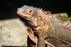 サイゴン動物園