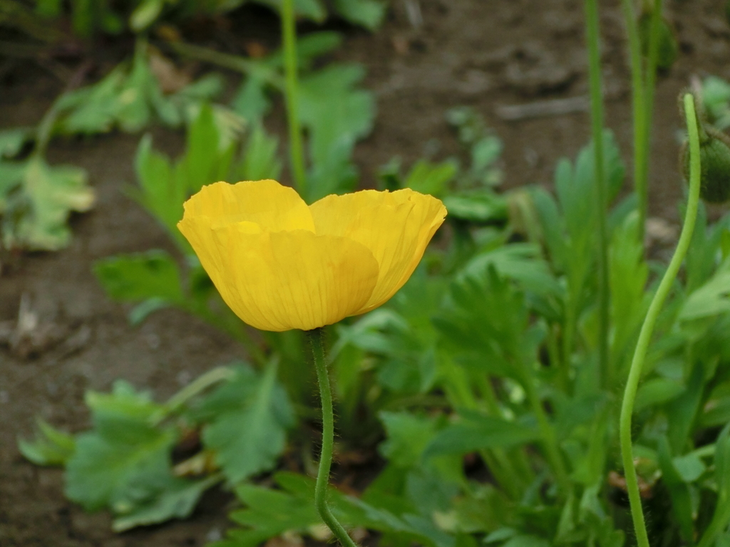 昭和記念公園にて