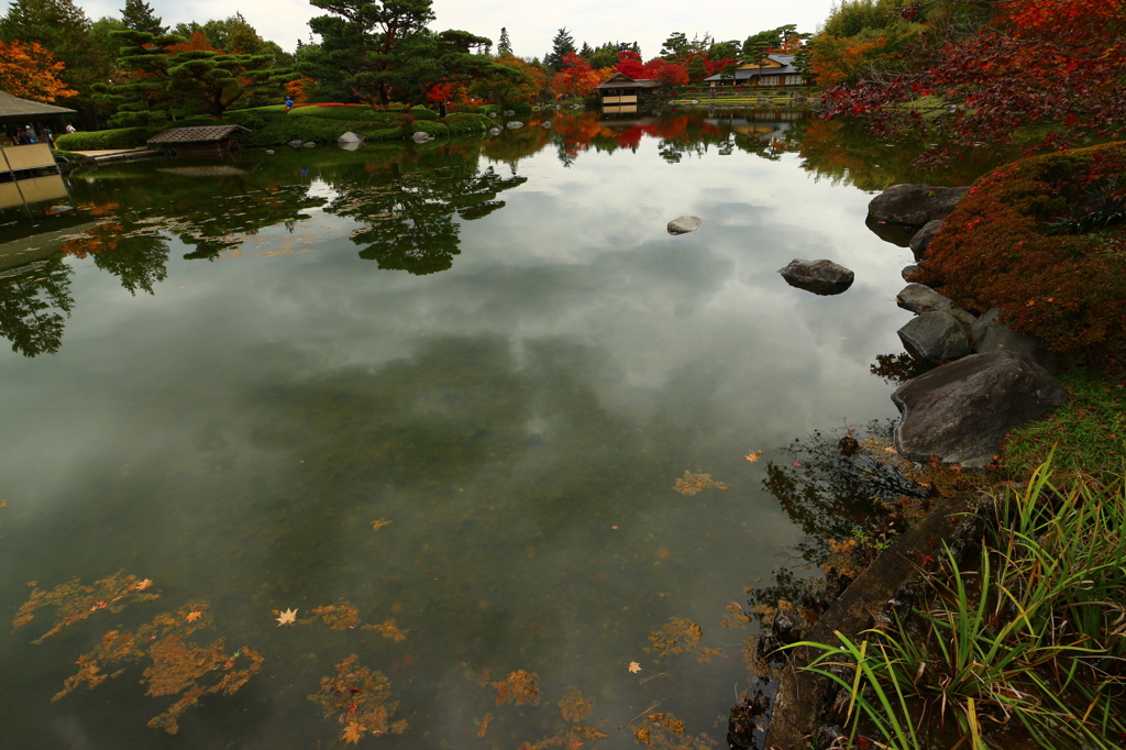 昭和記念公園の紅葉