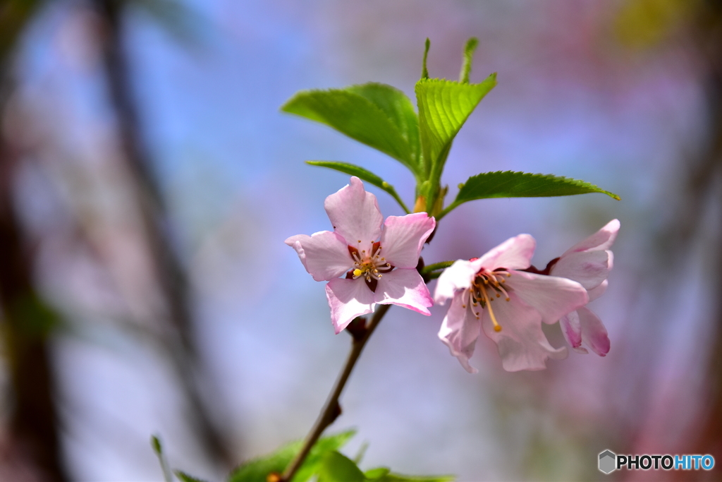 東川の桜