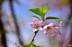 東川の桜