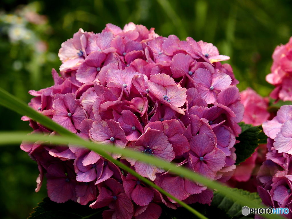 日向・馬ケ背の紫陽花