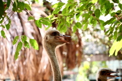 サイゴン動物園