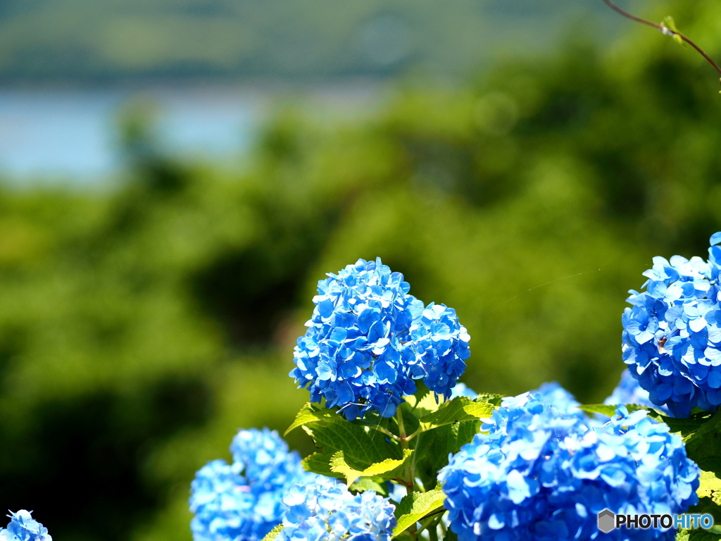 馬ケ背の紫陽花