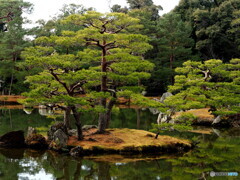 金閣寺庭園