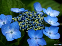 日向・馬ケ背の紫陽花