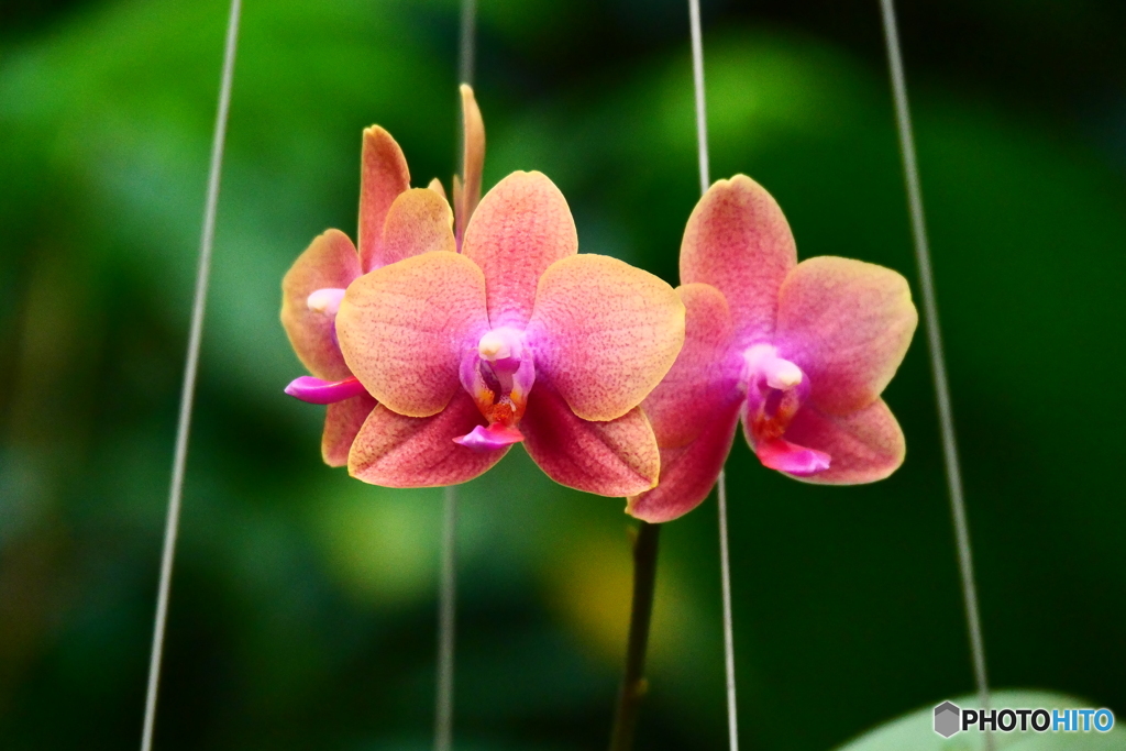 ケアンズ・ボタニック・ガーデンズ