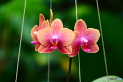 ケアンズ・ボタニック・ガーデンズ