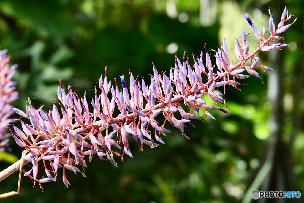 ケアンズ・ボタニック・ガーデンズ