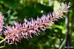 ケアンズ・ボタニック・ガーデンズ