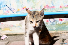 タイ・バンコクのネコ
