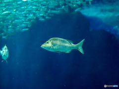 海の中道マリンワールド
