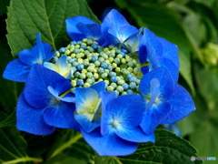 額紫陽花