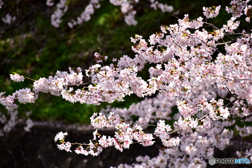 東川の桜