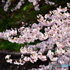 東川の桜