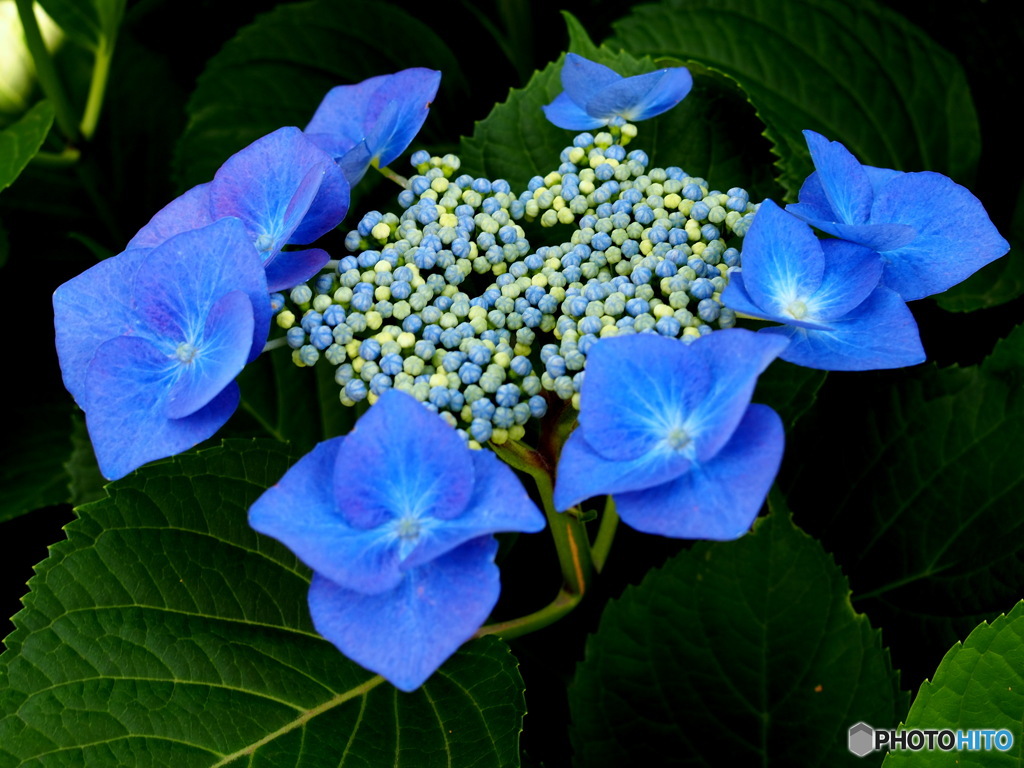 額紫陽花