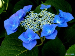 額紫陽花
