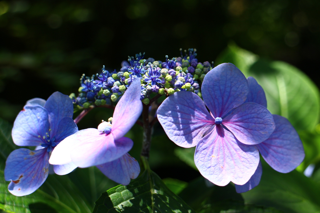 紫陽花(鎌倉にて)