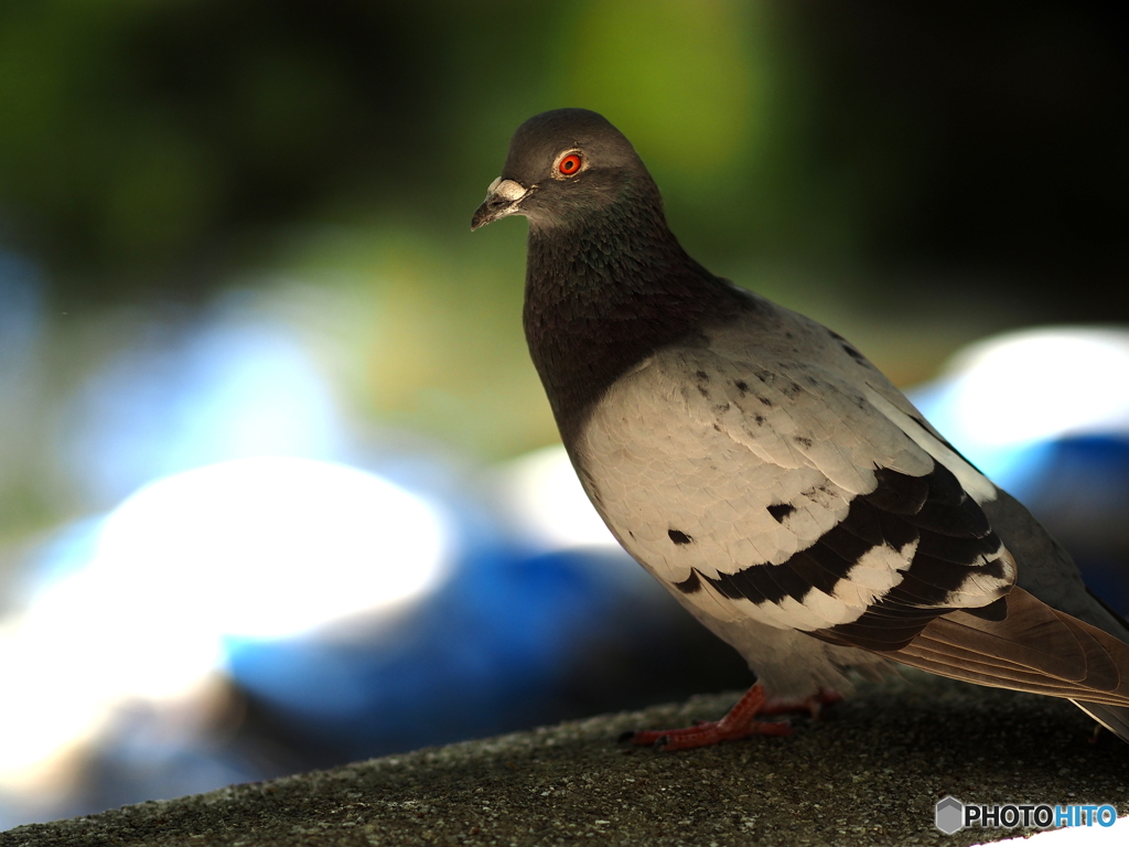 ED 75mm F1.8