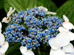 日向・馬ケ背の紫陽花